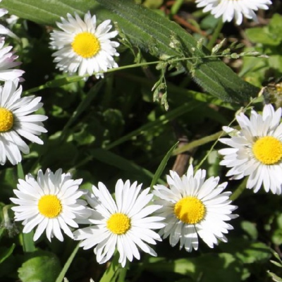 Flowering Lawn Wildflower Plant Collection