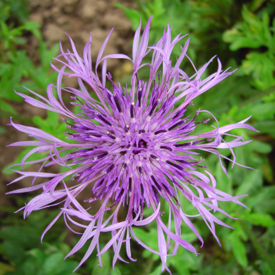 Greater Knapweed Plants (Centaurea scabiosa)