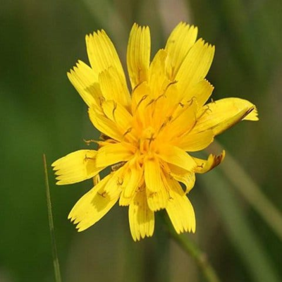 Autumn Hawkbit Plants (Leontodon autumnalis)