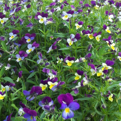 Wild Pansy Plant (Viola tricolor)