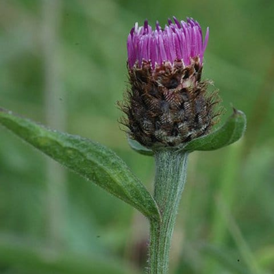 Common Knapweed Plants (Centaurea nigra)