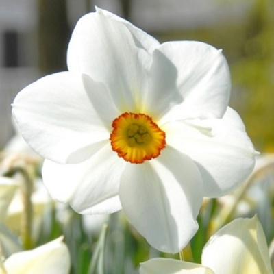 Actaea Narcissi Bulbs