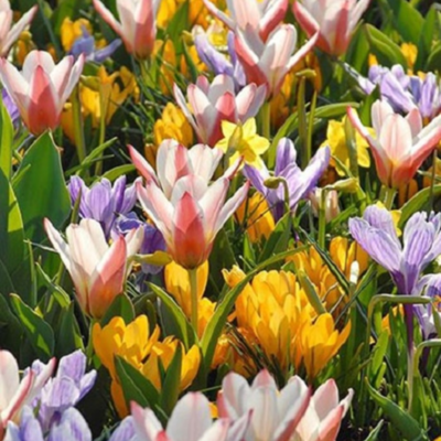Brilliant Bulb Collection - Tulips & Crocus