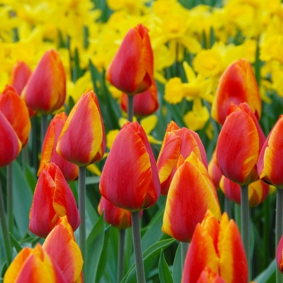 Flair Tulip