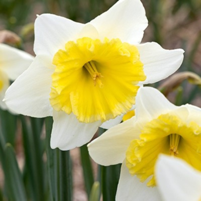 Ice Follies Daffodil Bulbs