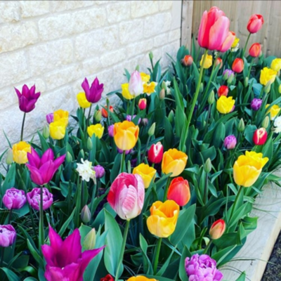 Mixed Colours Tulip Bulbs