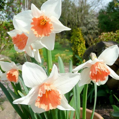 Salome Narcissi Bulbs
