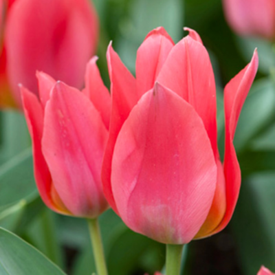Toronto Tulip Bulbs