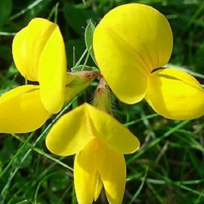 Long Season Meadow Wildflower Plant Collection