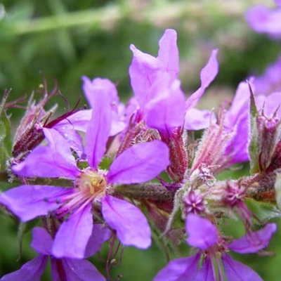 Purple Loosestrife Seeds (Lythrum salicaria)