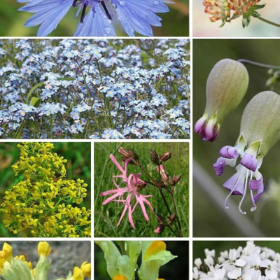 Low Growing Wildflower Seeds LW12M 80/20