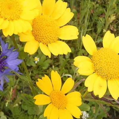 Corn Marigold Seeds (Chrysanthemum segetum)