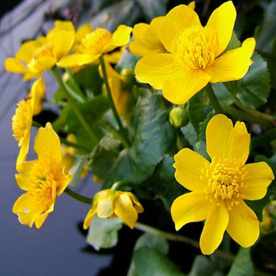 Water Edge Wildflower Plant Collection