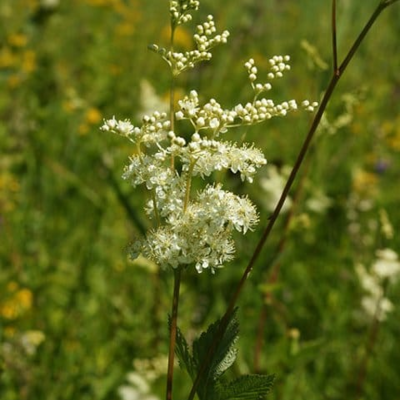 Meadowsweet Plants (Filipendula ulmaria)