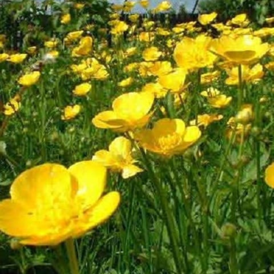 Meadow Buttercup Plants (Ranunculus acris)