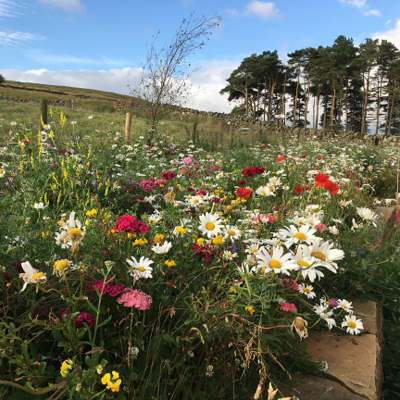 Native Enriched Wildflower Turf®