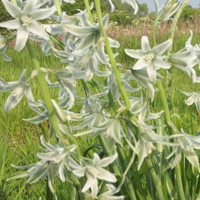 Nodding Star of Bethlehem Bulbs In The Green (Ornithogalum nutans)