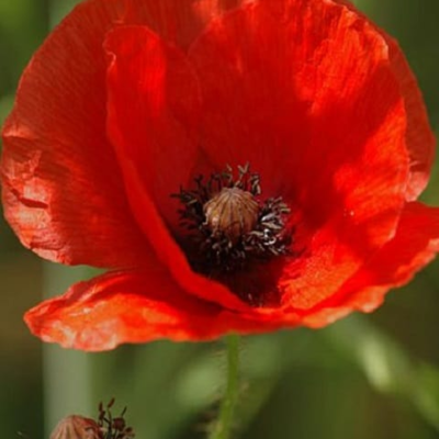 Common Poppy Seeds (Papaver rhoeas)