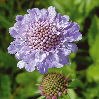 Small Scabious Plants (Scabiosa columbaria)