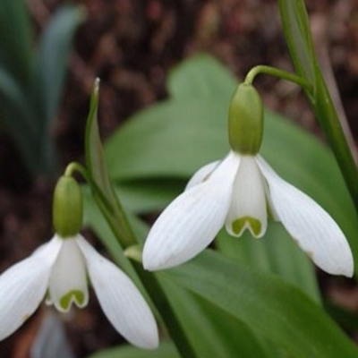 Snowdrop Bulbs (Galanthus ikariae)