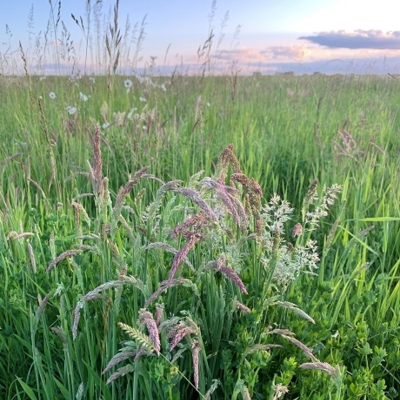 Species Rich Wild Grass Meadow