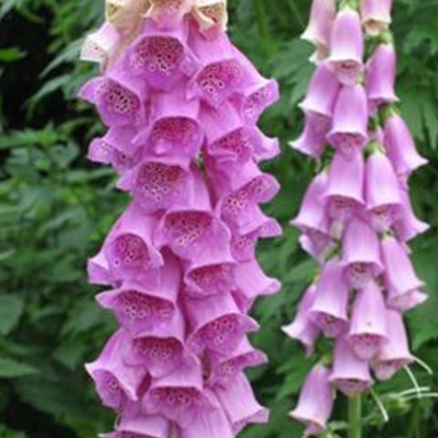 Foxglove Seeds (Digitalis purpurea)