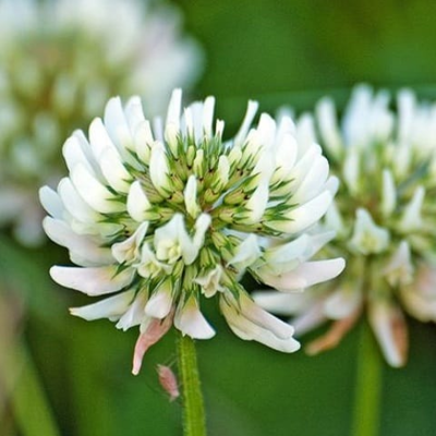Wild White Clover Plants (Trifolium repens)
