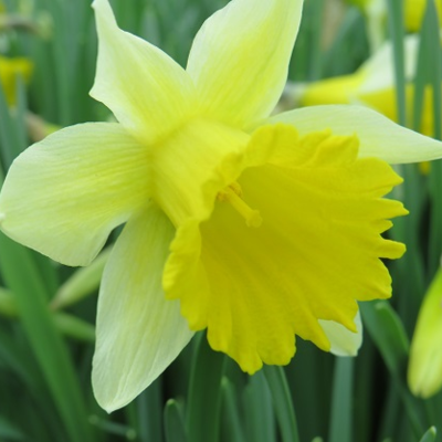 Wild Daffodil Bulbs (Narcissus lobularis)