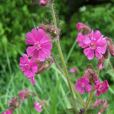 Red Campion Plants (Silene dioica)