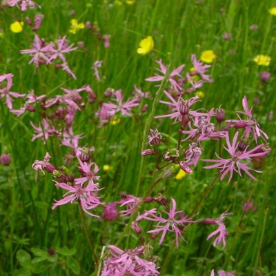 Acidic Soils Wildflower Seeds LW11M 80/20