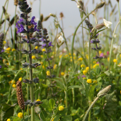 Traditional Meadow Wildflower Seeds LW1P 100%