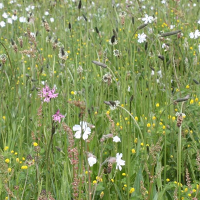 Loam and Alluvial Soils Wildflower Seeds LW4M 80/20