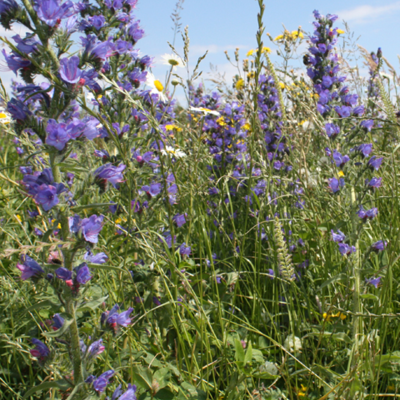 Coastal Areas Wildflower Seeds LW10M 80/20