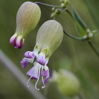 Bladder Campion Plants (Silene vulgaris)