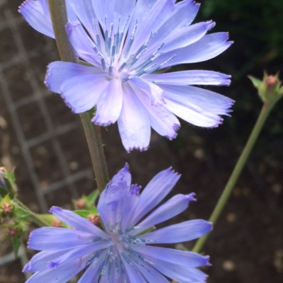 Chicory Plants (Cichorium Intybus)