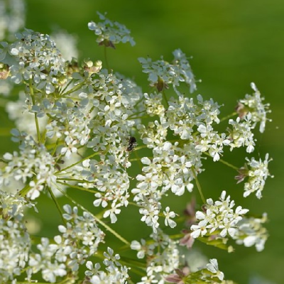 Cow Parsley Seeds (Anthriscus sylvestris)