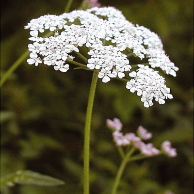Upright Hedge Parsley Plants (Torilis japonica)