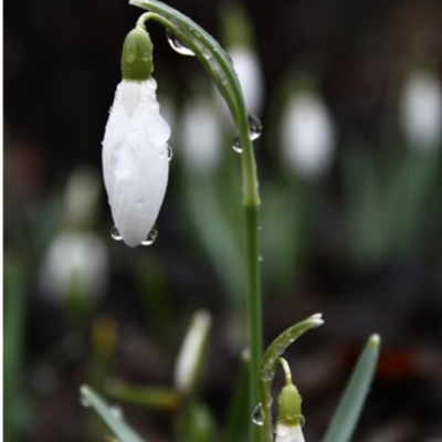Snowdrop Bulbs (Galanthus nivalis)