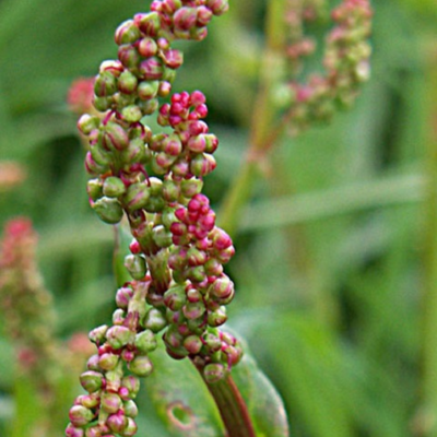 Common Sorrel Plants (Rumex acetosa)