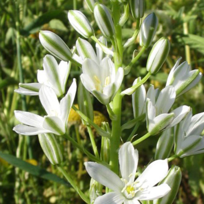 Common Star of Bethlehem Bulbs In The Green (Ornithogalum umbellatum)