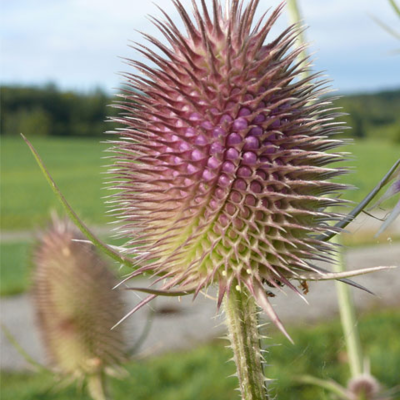 Wild Bird Wildflower Plant Collection