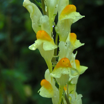 Common Toadflax Plants (Linaria vulgaris)