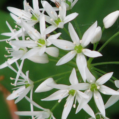 Wild Garlic Seeds (Allium ursinum)