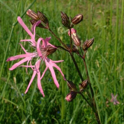 Wetland Areas Wildflower Plant Collection