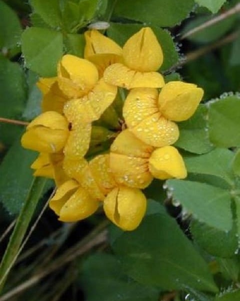 Greater Birdsfoot Trefoil Seeds (Lotus pedunculatus)