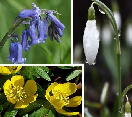 Wildflower Favourites Bulb Collection
