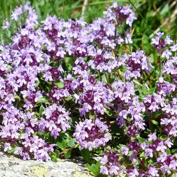 Wild Thyme Plants Thymus polytrichus Buy Online Landlife Wildflower