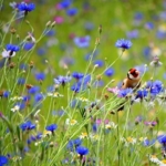 Wild\u0020Bird\u0020Wildflowers