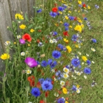 Cornfield\u0020Annuals\u0020Wildflowers