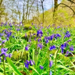 Bluebell\u0020Bulbs\u0020In\u0020The\u0020Green\u0020\u0028Hyacinthoides\u0020non\u002Dscripta\u0029